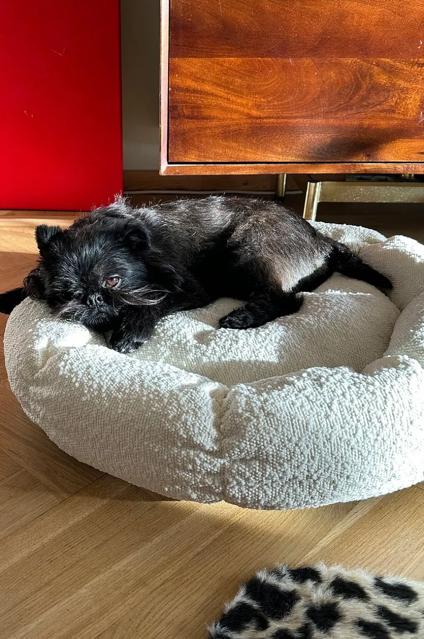 OBI hunde-/katteseng
