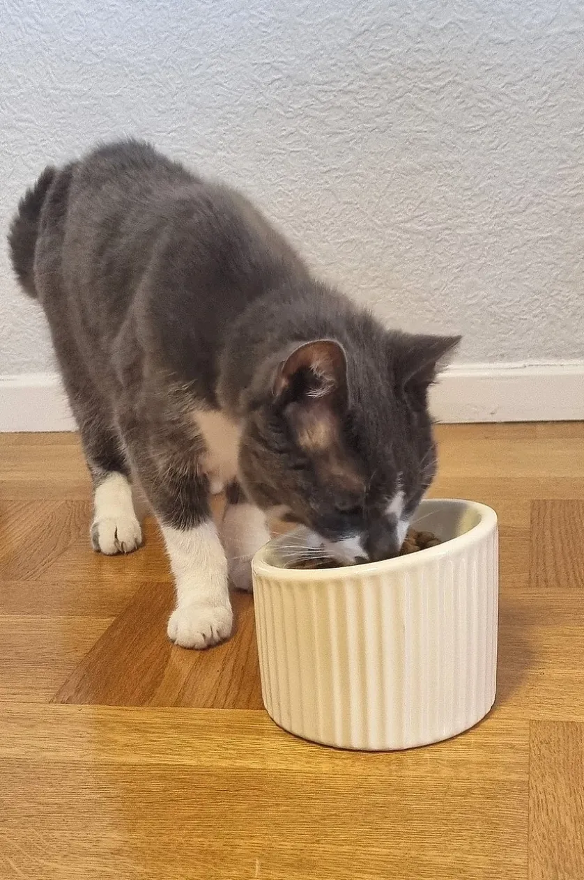 SLURP madskål til hund/kat